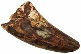 Fossil Phytosaur Tooth - New Mexico #219336-1